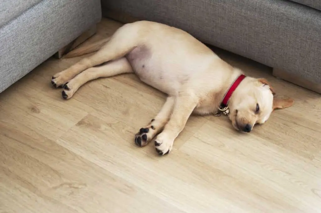 lab puppy sleeps on floor