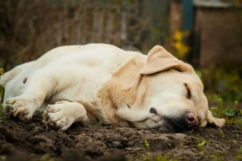 a lab sleeping in the forest