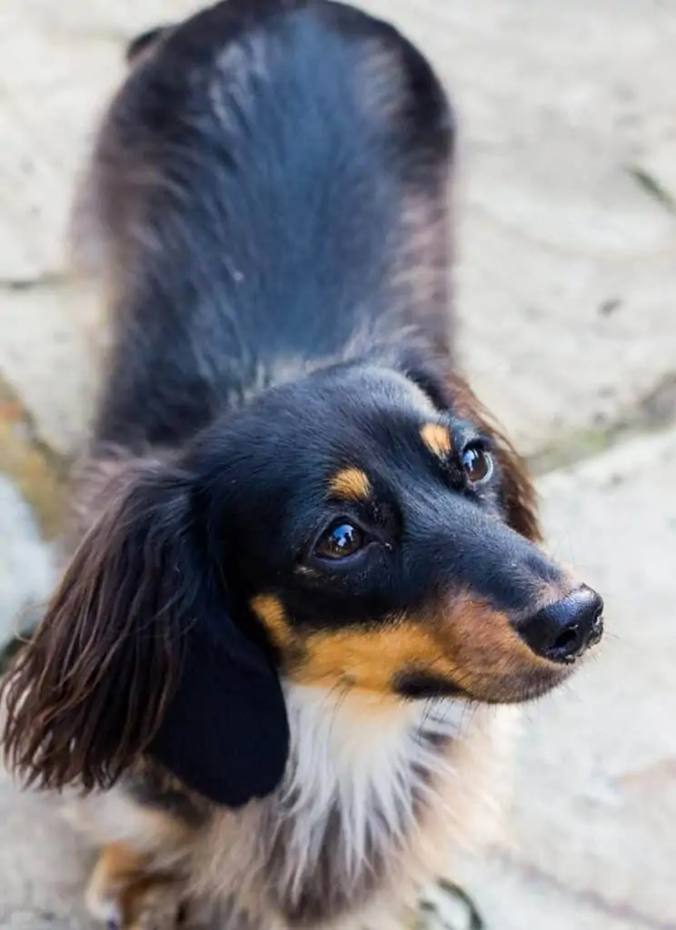 low and long haired daschund