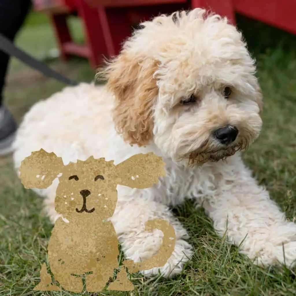 a maltipoo puppy sits on the grass