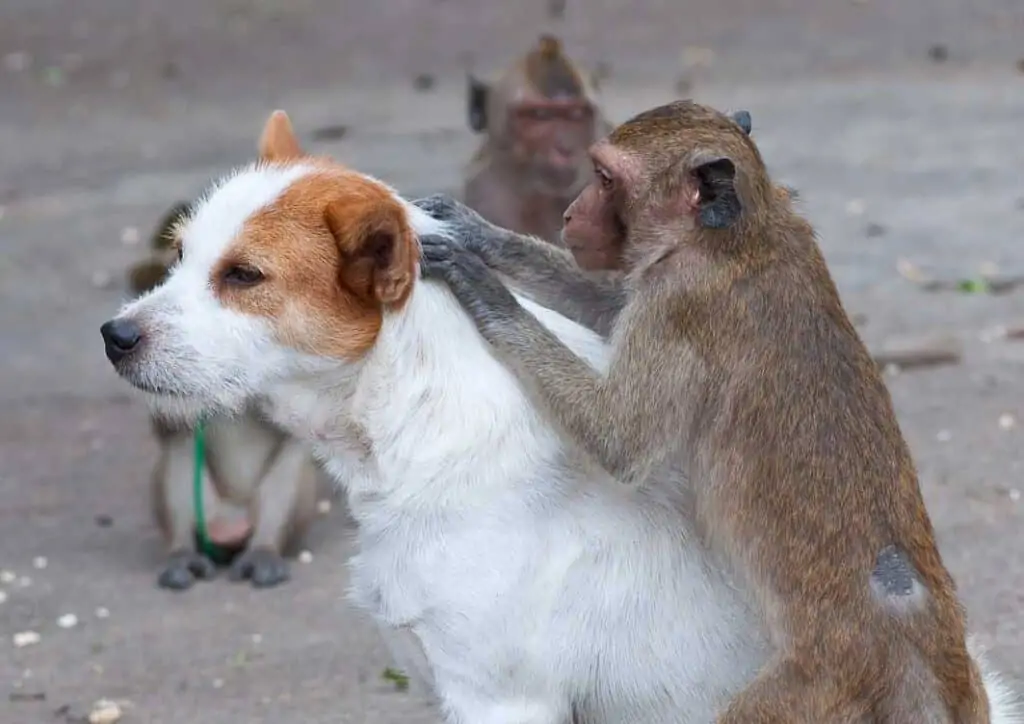 monkey checking dog for fleas