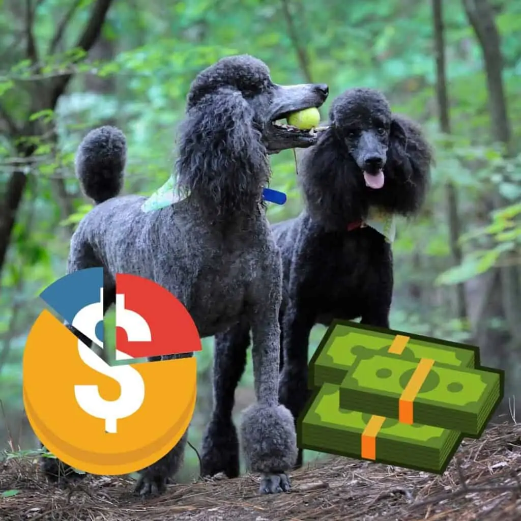 two poodles in a forest with a graphic of budget over the top