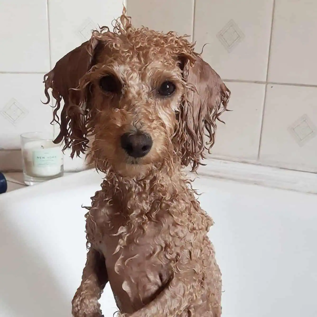 Poodle bath time