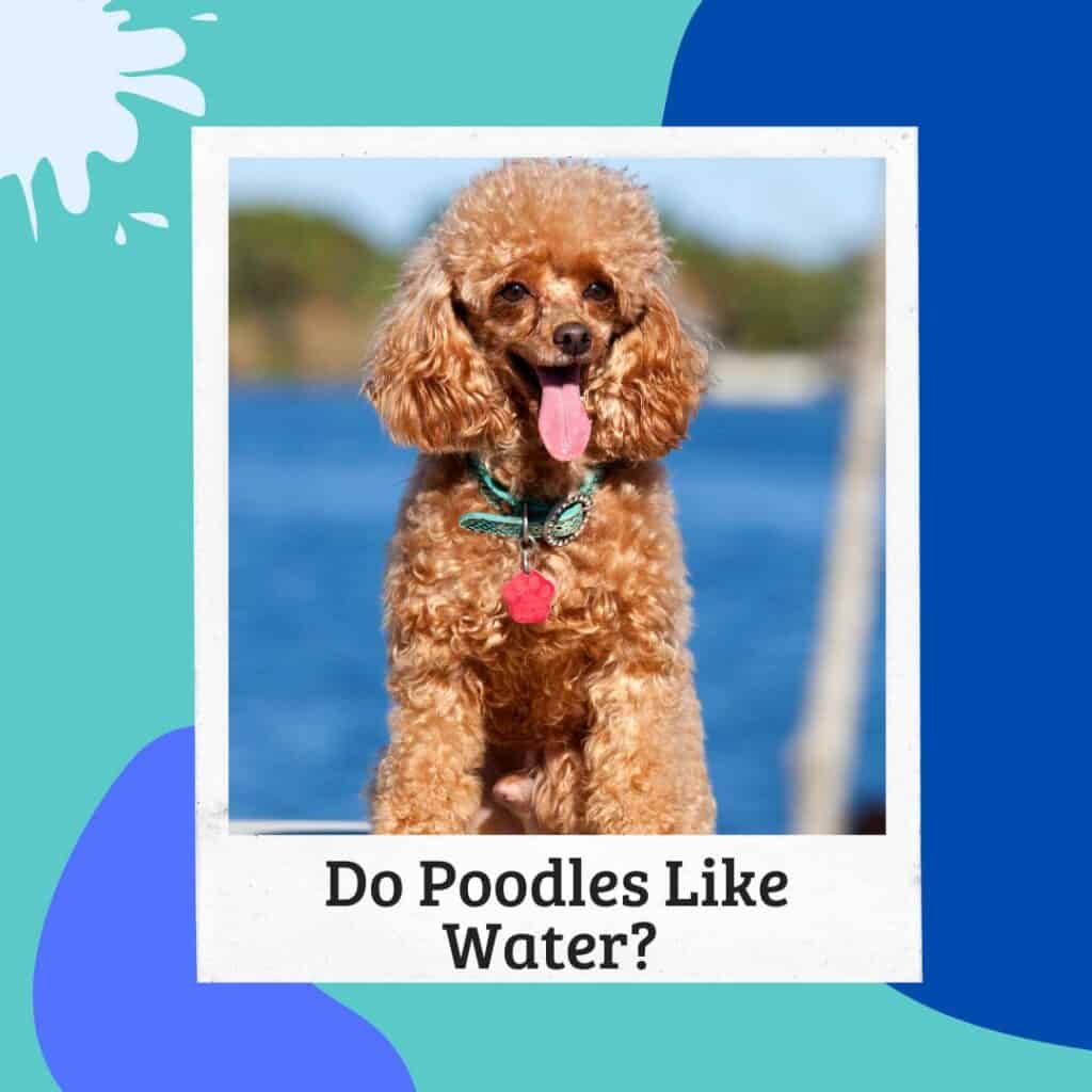 do poodles like water red curly coat