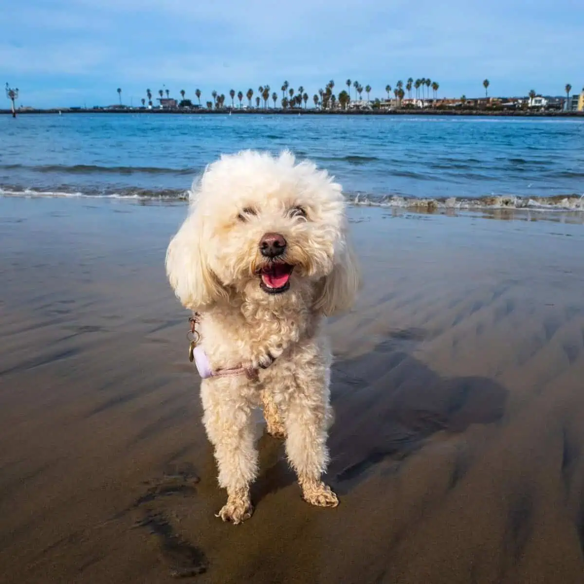 Poodle loves beach