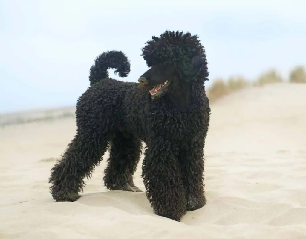 a black poodle at the beach