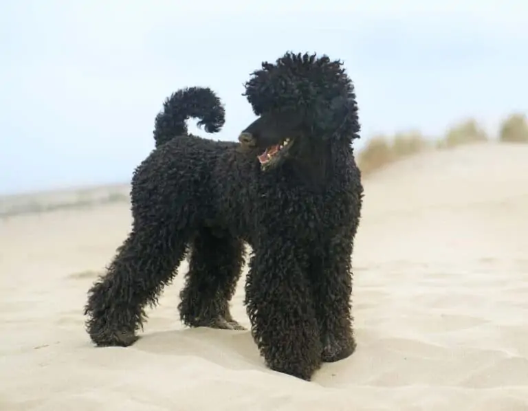 Bad Things About Poodle Temperament