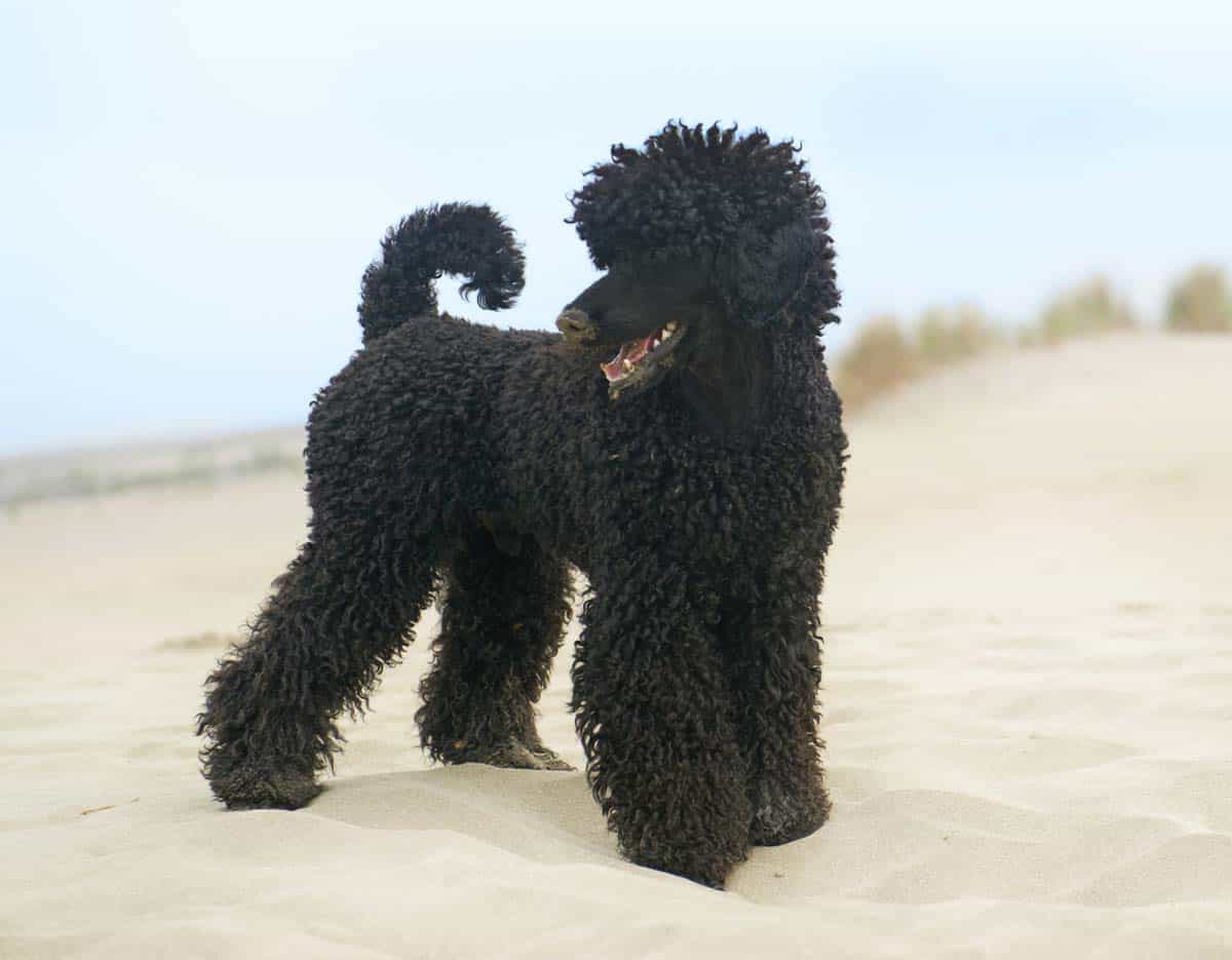 how long do poodles stay in labor
