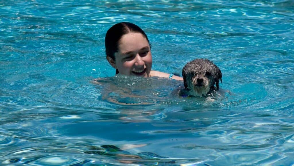 poodle puppy swims in a pool