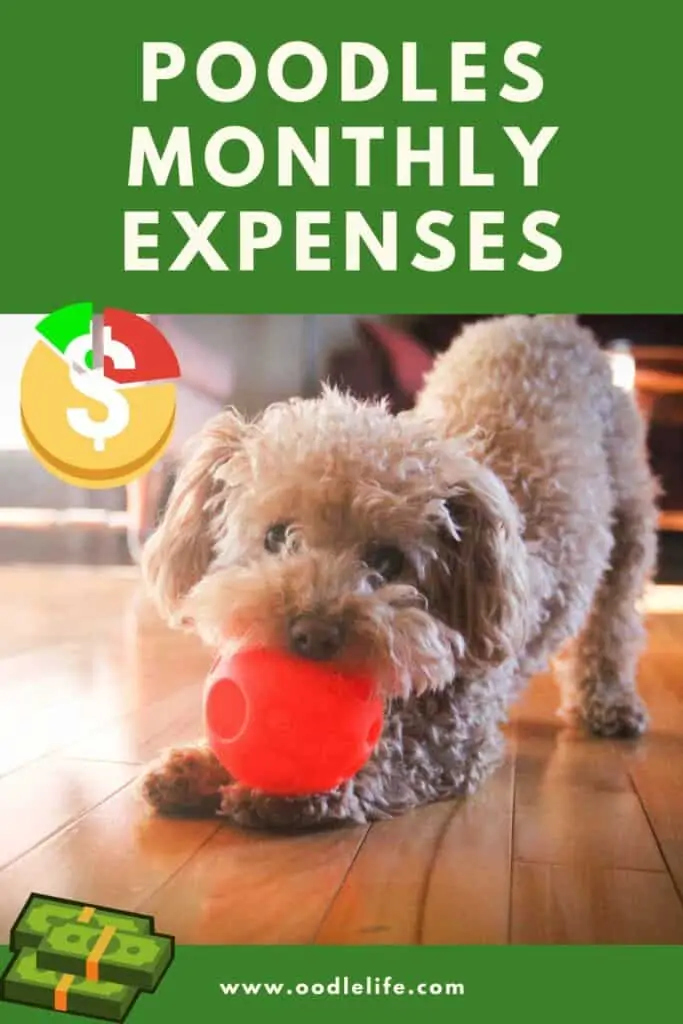 poodles monthly expenses