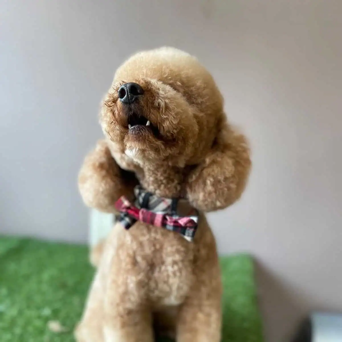 responding Poodle to training