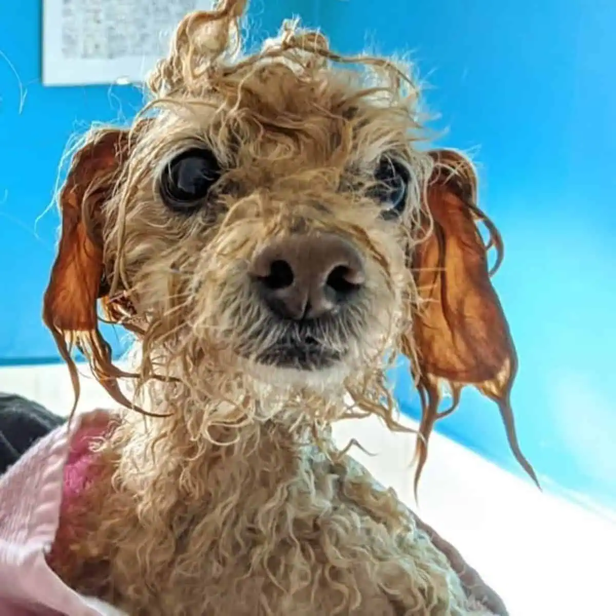 rinsed Poodle