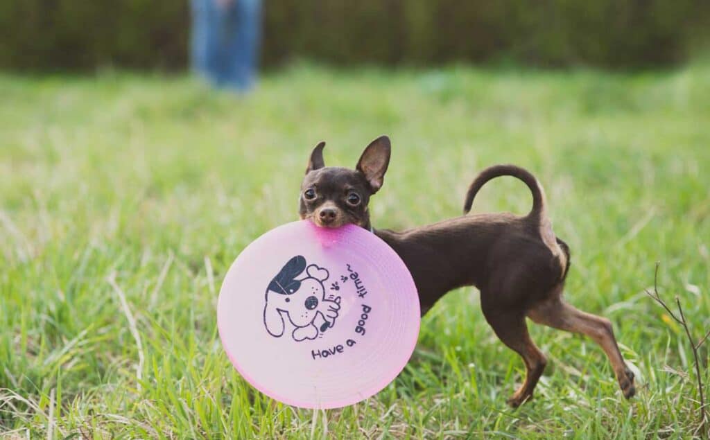 Russian toy terrier with frisbee