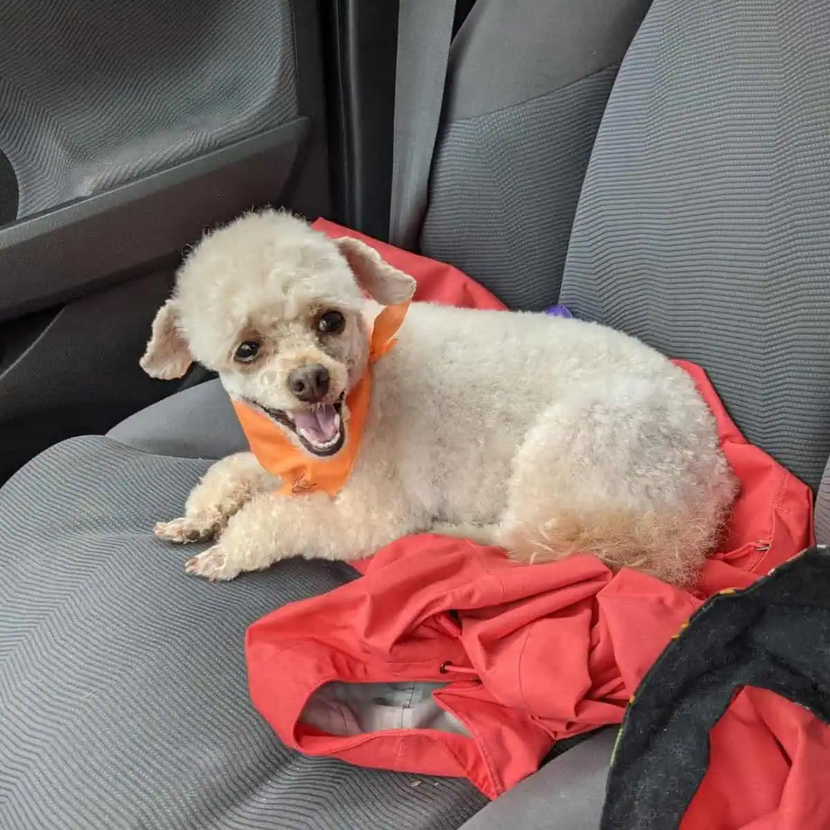 scared Poodle in the car