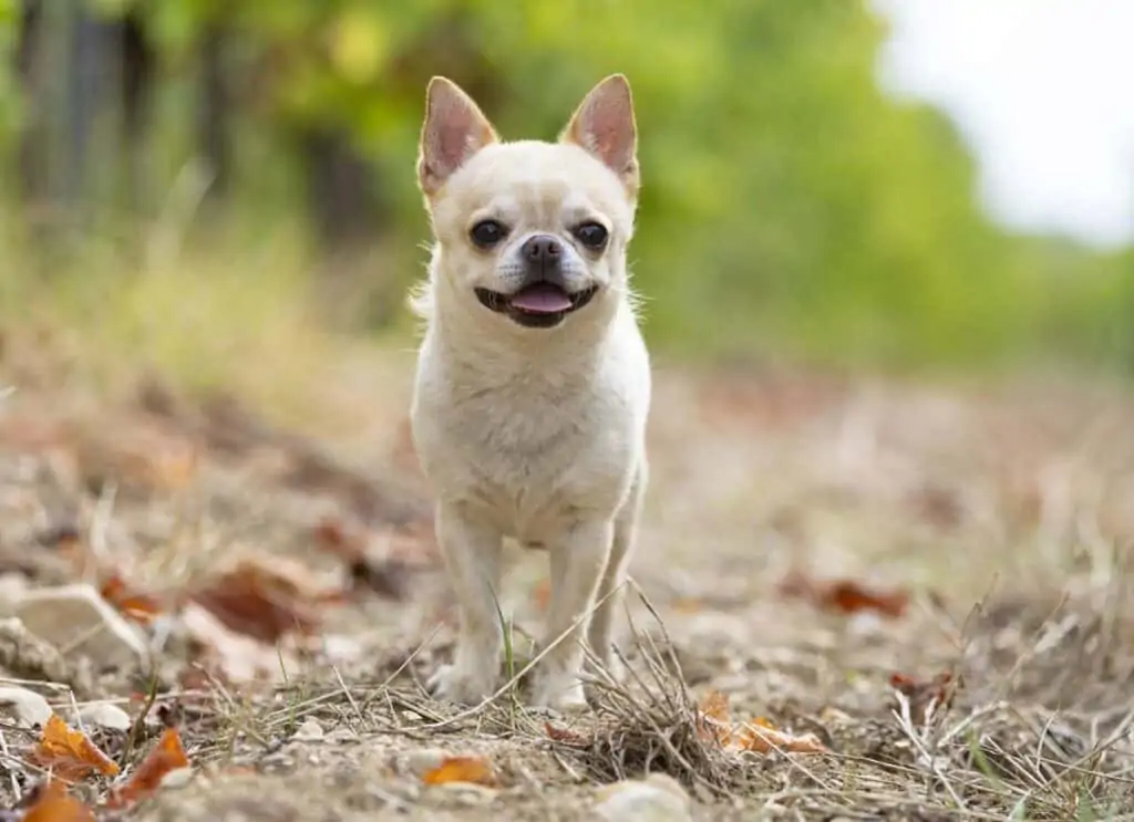 short hair chihuahua outdoors