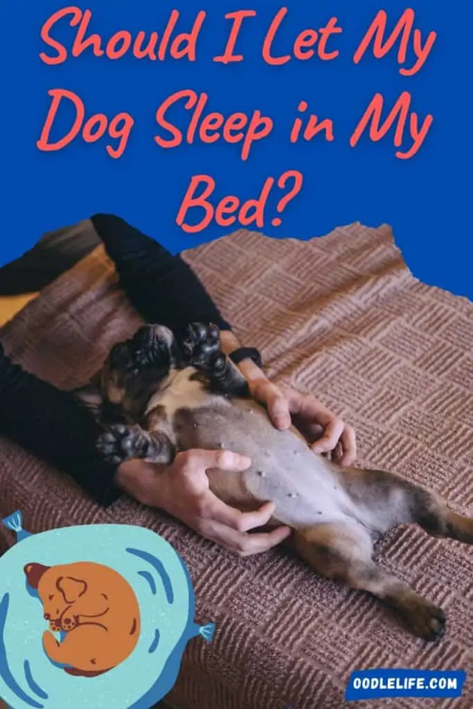 should I let my dog sleep in my bed infographic dog laying on back