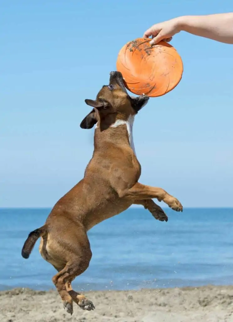 staff puppy leaps for frisbee