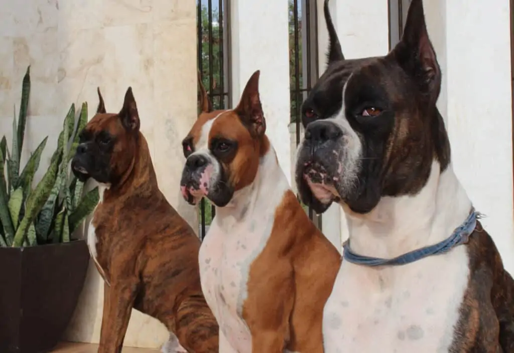 three boxer dogs
