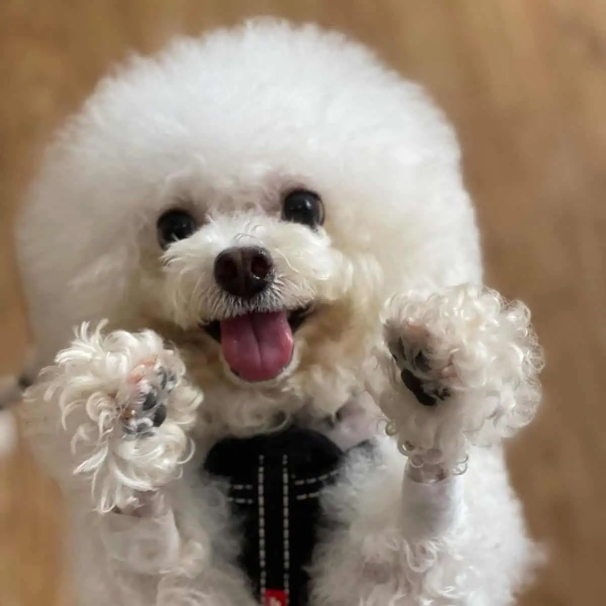 Toy Poodle asking for treat