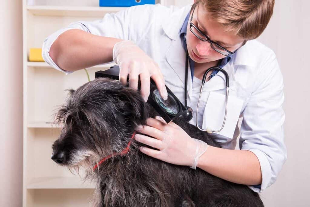vet checking dog for fleas