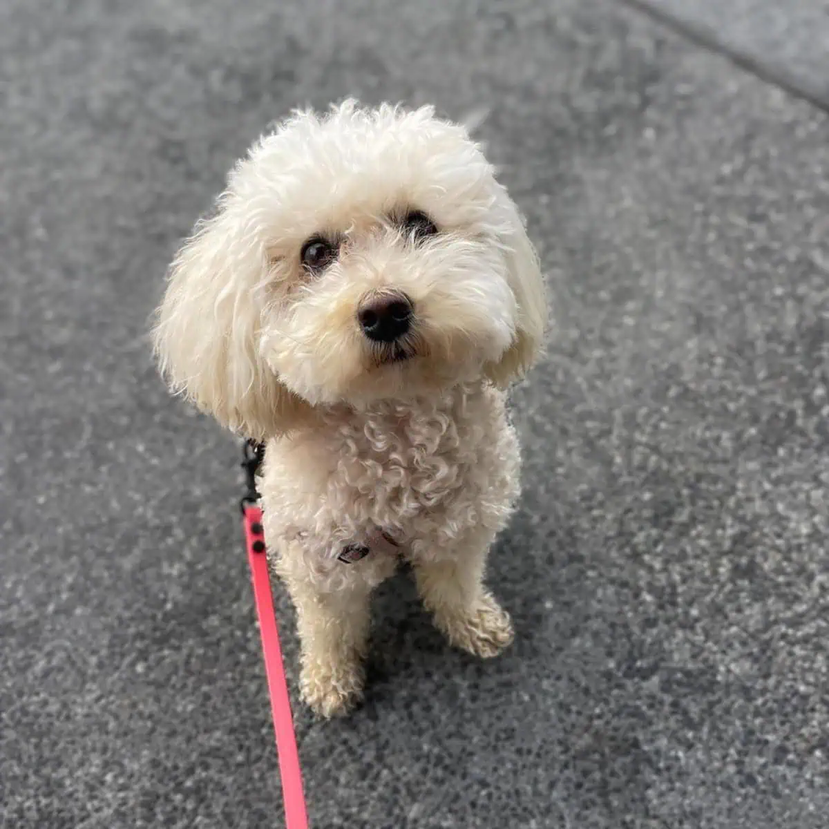 white Poodle ready for walk