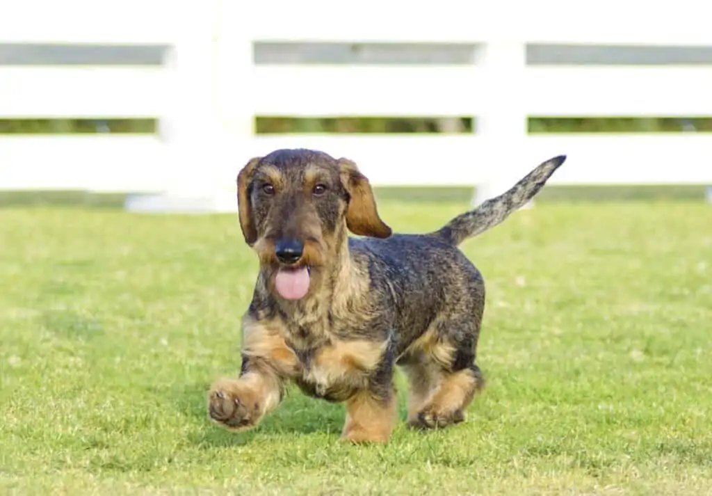 a wire haired daschund steps around outside