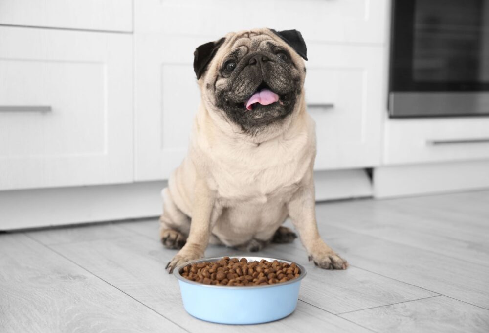 Pug food puppies choices provides swallow chew diet complete still them easy but