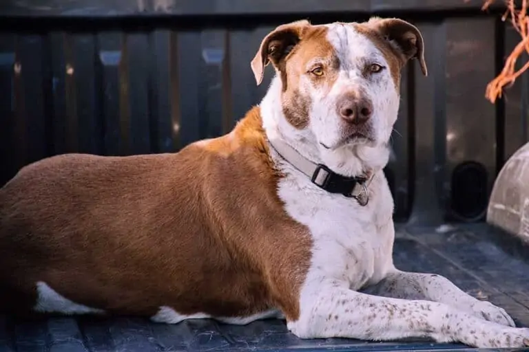 My Dog Killed a Possum [Should I Be Worried?]