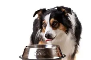 what to feed a australian shepherd