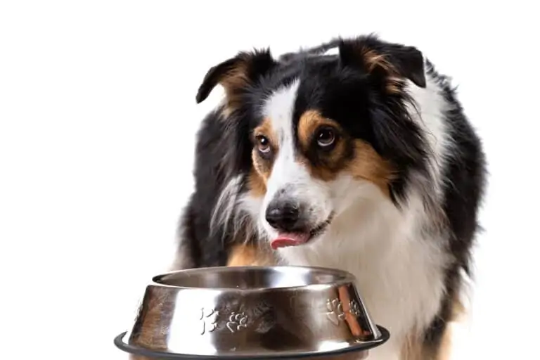 Best Dog Food for Australian Shepherds