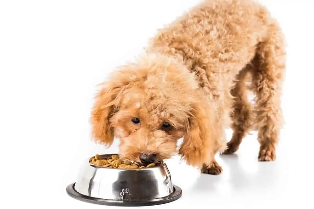 Best dog food for poodles
