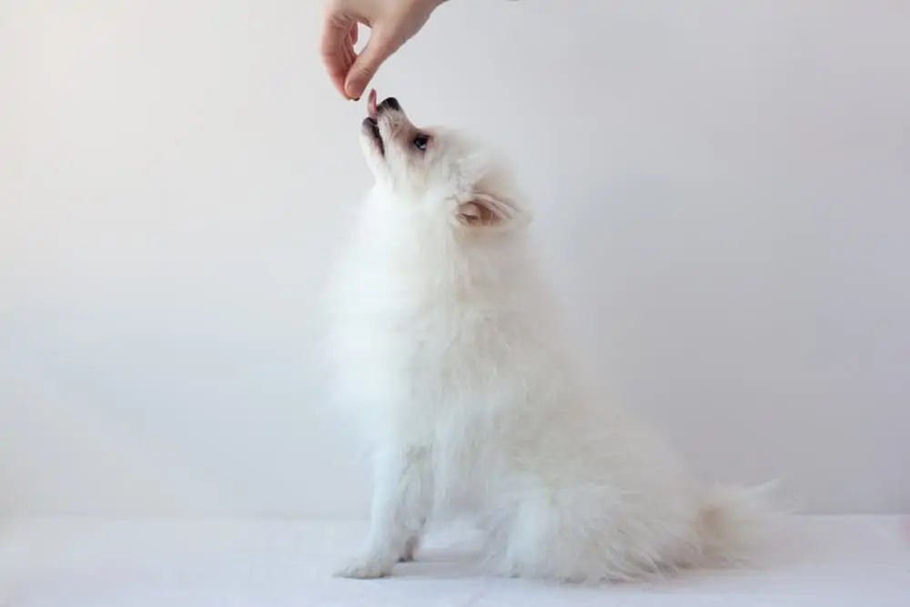 toy breed dog gets a treat