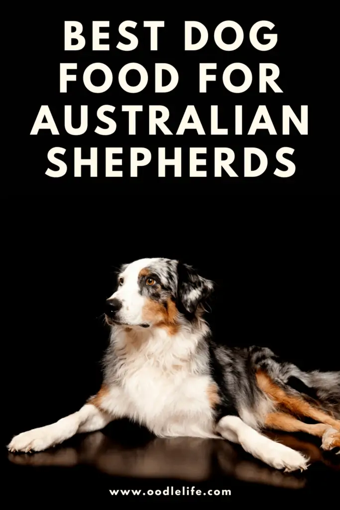 best dog food for Australian Shepherds
