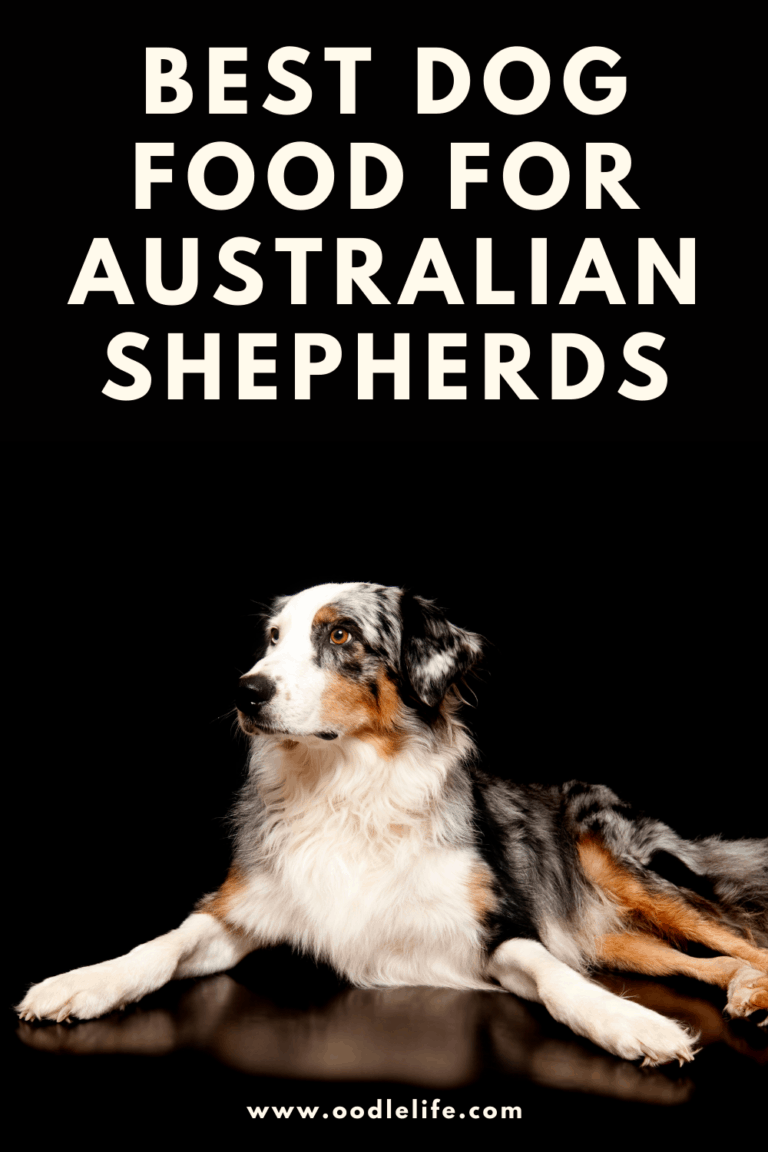 Best Dog Food For Australian Shepherds Oodle Life