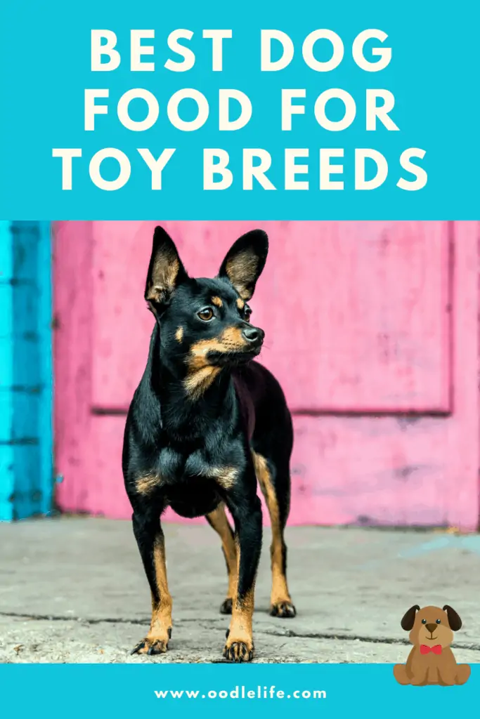 best dog food for toy breeds