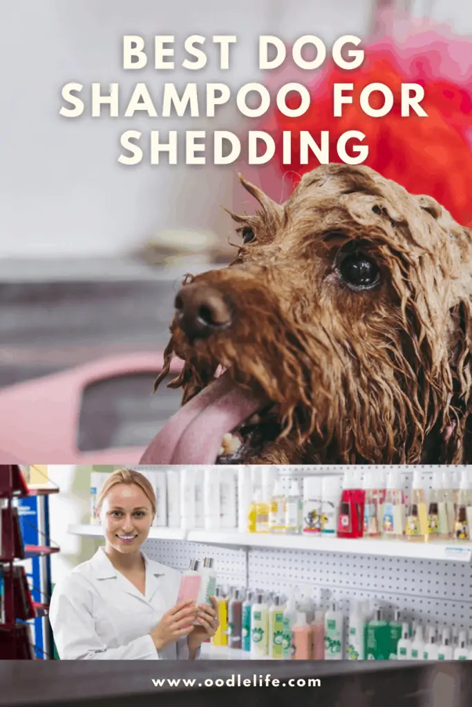 best dog shampoo for shedding