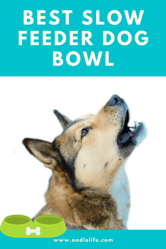 best slow feeder dog bowl