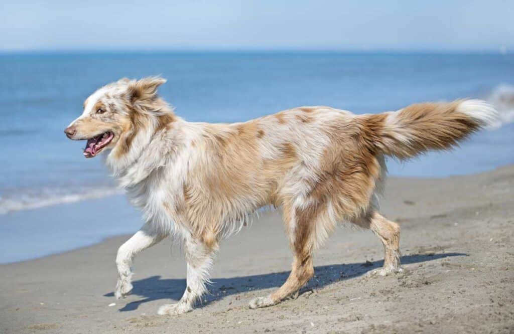 blonde Australian Shepherd