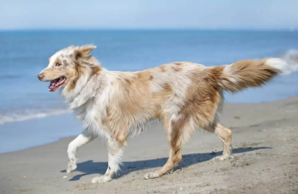 blonde Australian shepherd