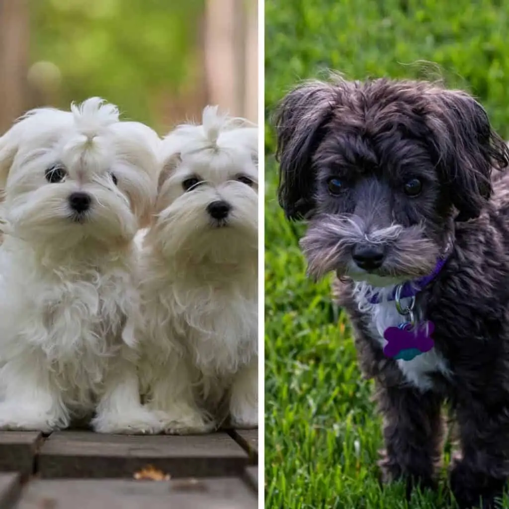 grooming maltese vs maltipoo