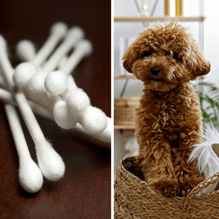 My Dog Ate a Q-Tip [What to Do!?]