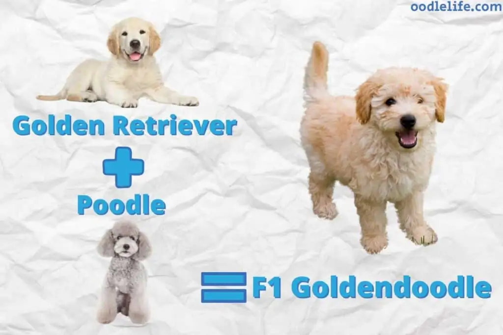 f1 goldendoodle explanation