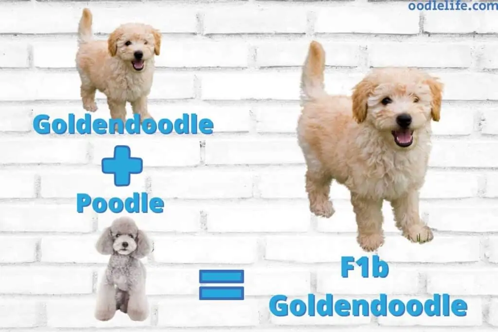 what is an f1b goldendoodle explained