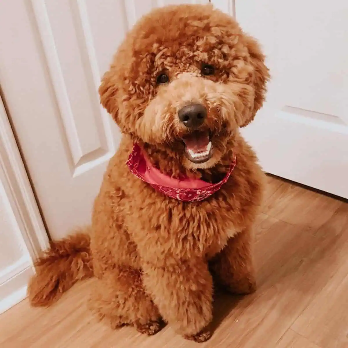 Goldendoodle with red bandana