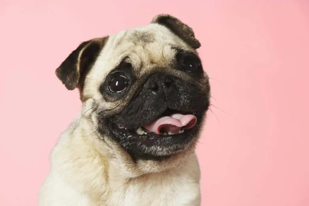 a happy Pug smiles