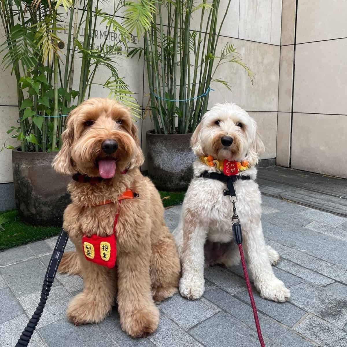 Labradoodles celebrated and event