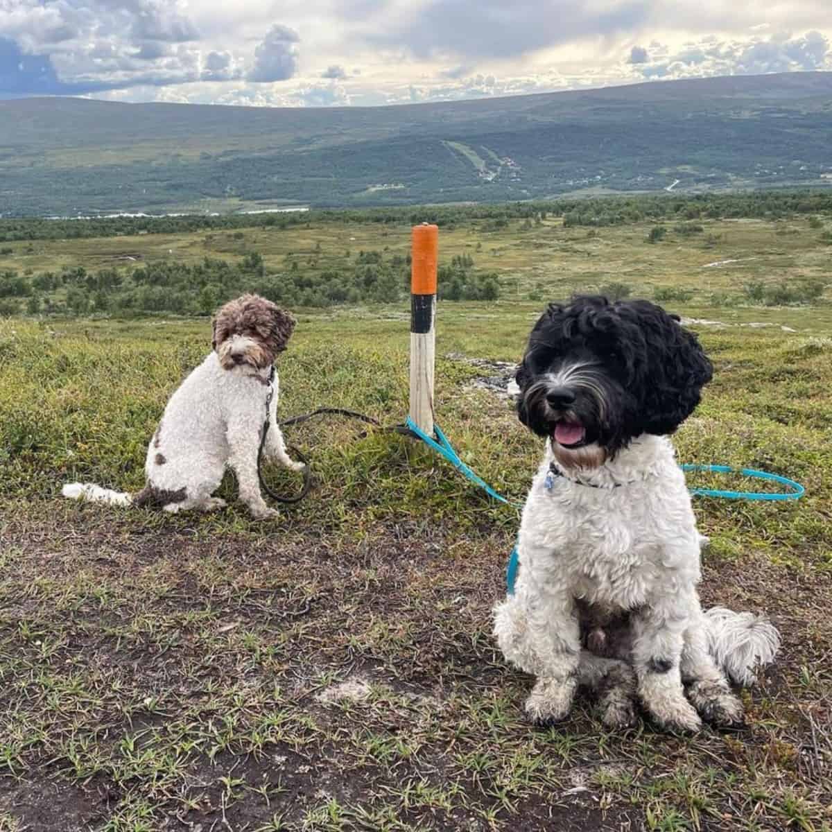 Labradoodles well-behaved during a hike