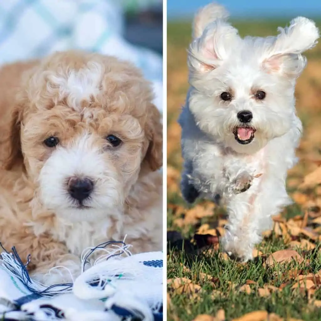 maltese puppy vs maltipoo puppy
