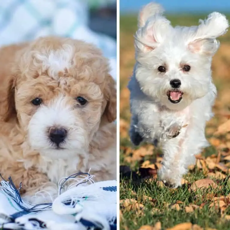 Maltese vs Maltipoo Breed Comparison – Which is Best?