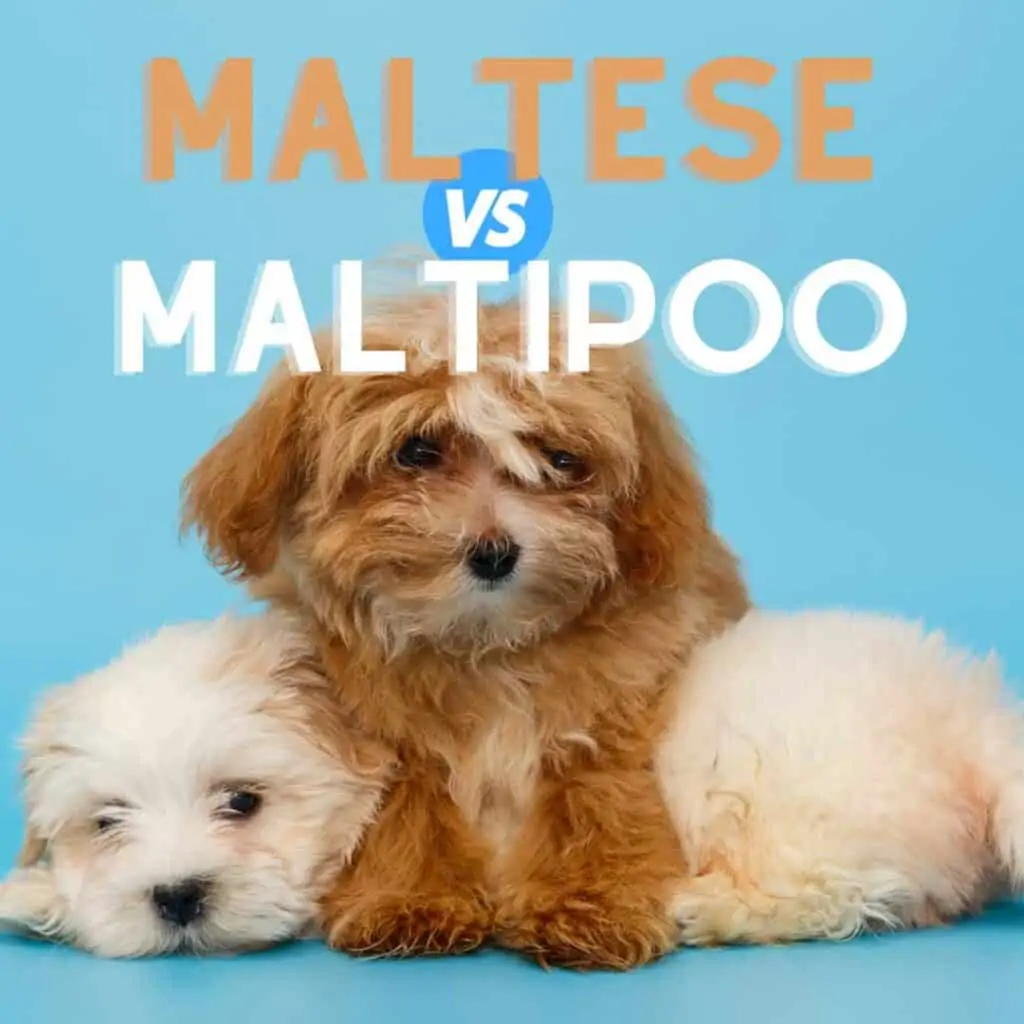 maltese vs maltipoo puppy comparison table